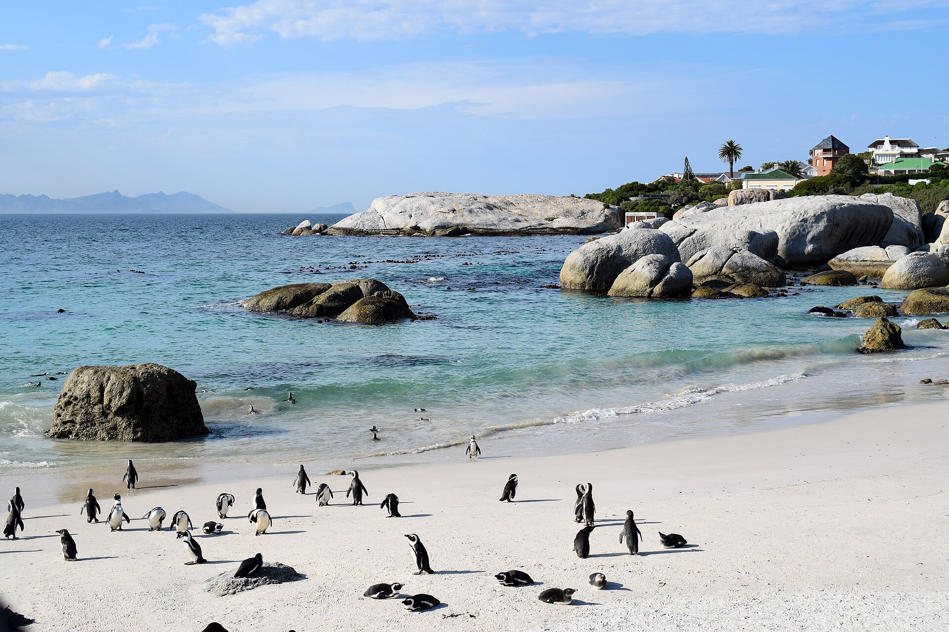 African penguins at Boulders Beach