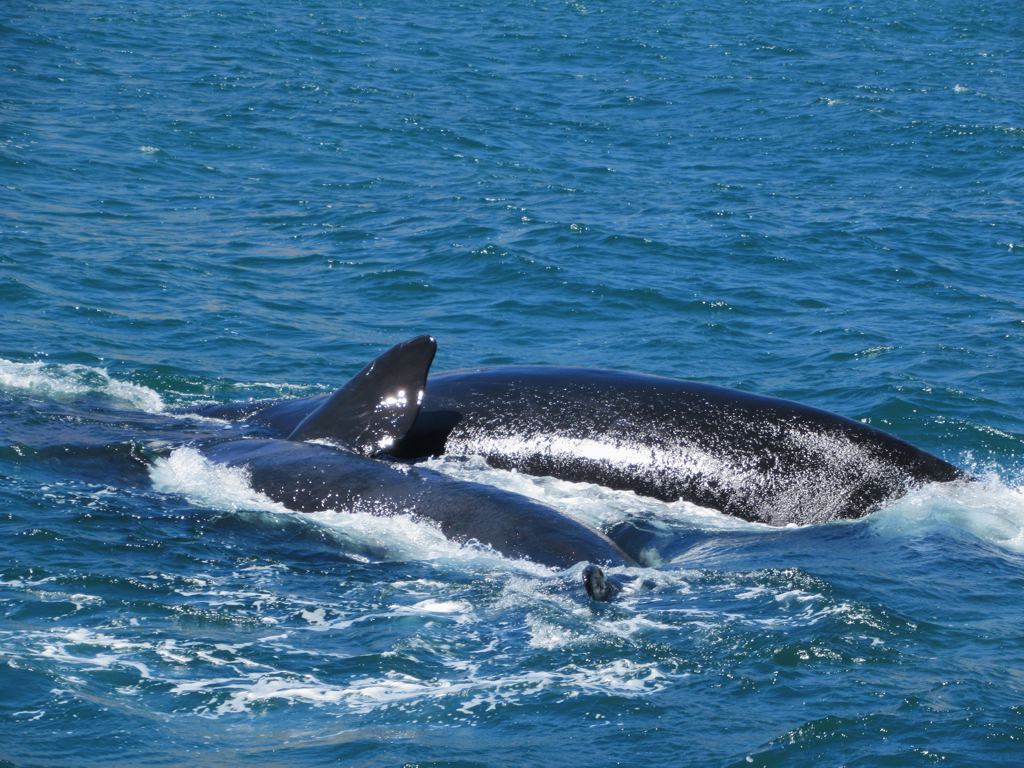 Hermanus Whales