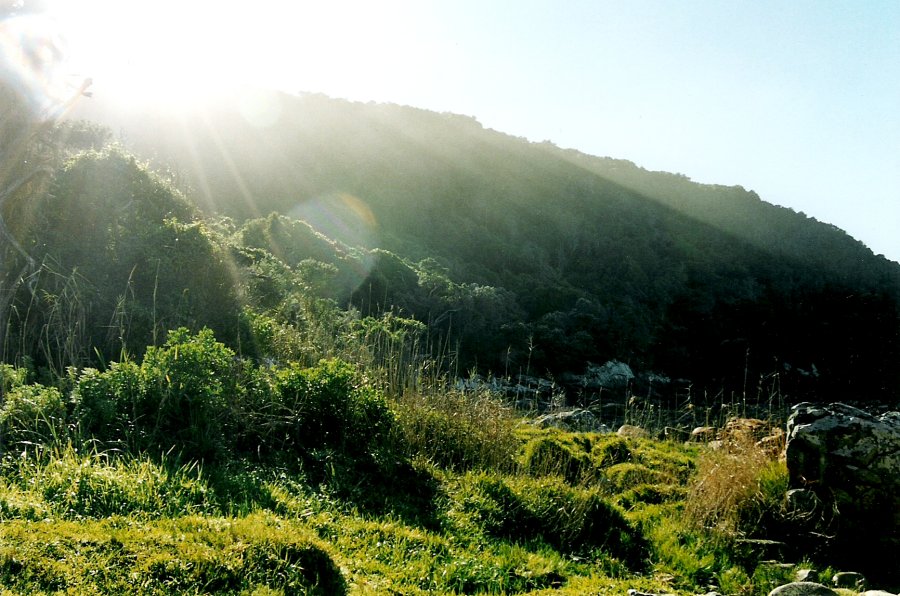 Tsitsikamma Forest